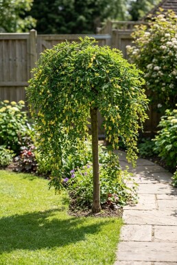 Caragana arborescens 'Walker' Demi-tige