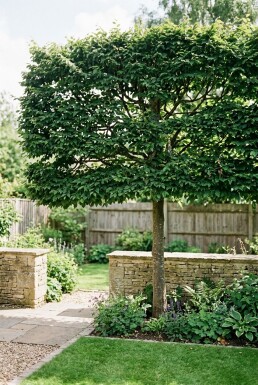 Carpinus betulus Forme écran
