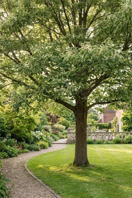Castanea sativa 'Variegata' Demi-tige