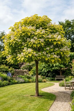 Catalpa bignonioides 'Aurea' Sur tige