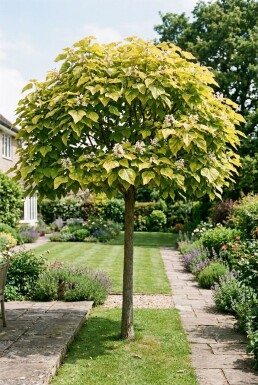 Catalpa bignonioides 'Aurea' Sur tige