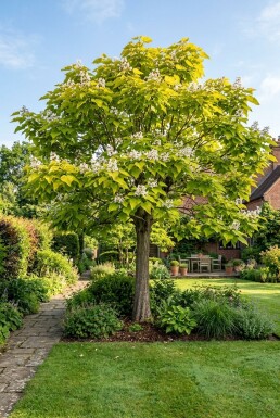 Catalpa bignonioides 'Aurea' Demi-tige