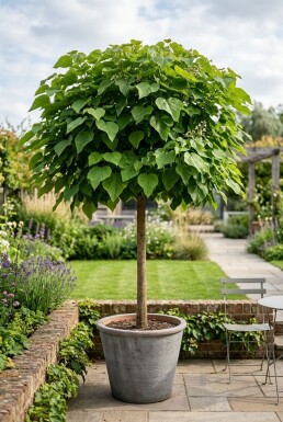 Catalpa bignonioides 'Nana' Catalpa boule