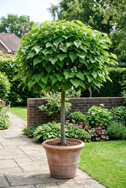 Catalpa bignonioides 'Nana' Catalpa boule
