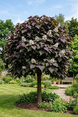Catalpa erubescens 'Purpurea' Demi-tige