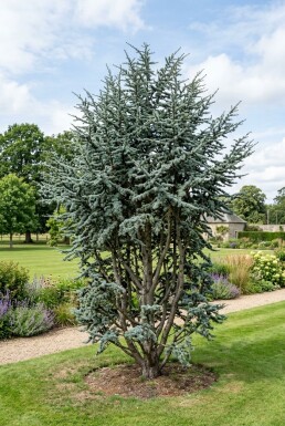 Cedrus atlantica 'Glauca' Arbuste
