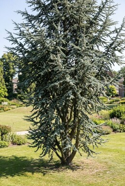 Cedrus atlantica 'Glauca' Arbuste