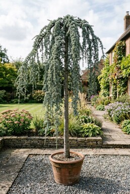 Cedrus atlantica 'Glauca Pendula' Sur tige