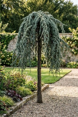 Cedrus atlantica 'Glauca Pendula' Sur tige