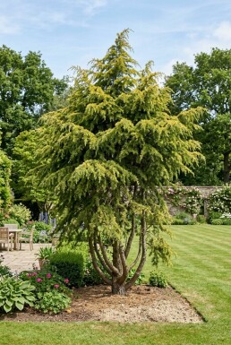 Cedrus deodara 'Aurea' Arbuste