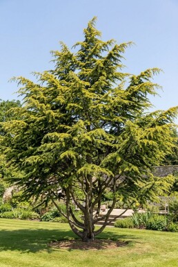 Cedrus deodara 'Aurea' Arbuste