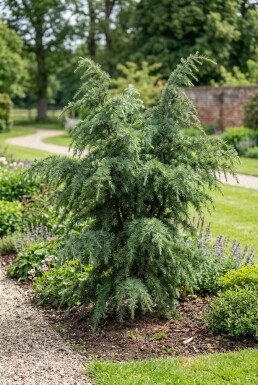 Cedrus deodara 'Eisregen' Arbuste