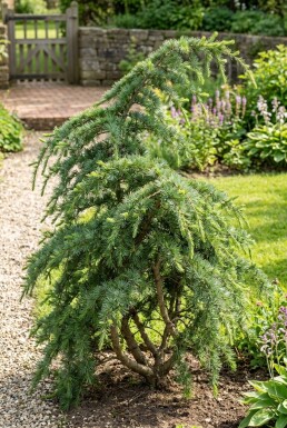 Cedrus deodara 'Eisregen' Arbuste