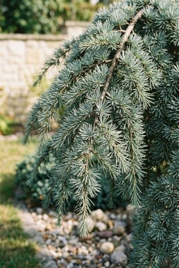 Cedrus deodara 'Feelin' Blue' Arbuste
