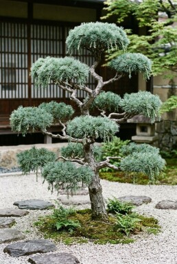 Cedrus deodara 'Feelin' Blue' bonsai