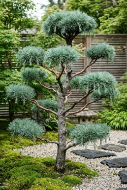 Cedrus deodara 'Feelin' Blue' bonsai