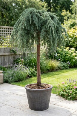 Cedrus deodara 'Feelin' Blue' sur tige