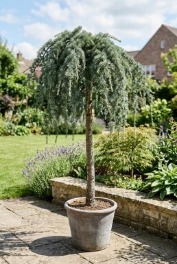 Cedrus deodara 'Feelin' Blue' sur tige