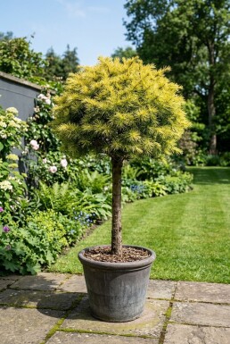 Cedrus deodara 'Lime Glow' Sur tige