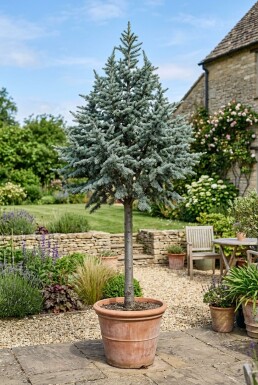Cedrus libani 'Glauca' sur tige