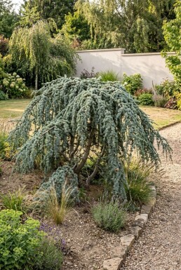 Cedrus libani 'Glauca Pendula' Arbuste