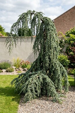 Cedrus libani 'Glauca Pendula' Arbuste