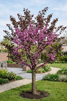 Cercis canadensis 'Forest Pansy' Ramifié