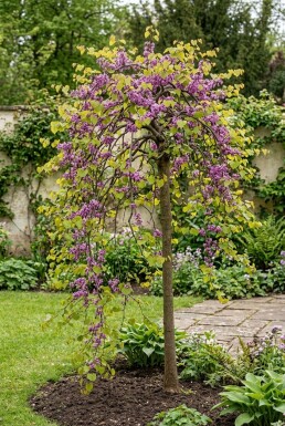 Cercis canadensis 'Golden Falls'