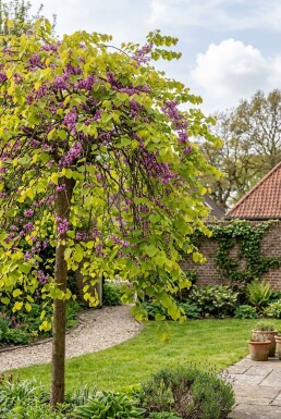 Cercis canadensis 'Golden Falls' arbre ramifié