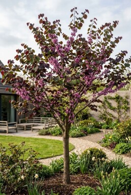 Cercis canadensis 'Merlot' Branchu