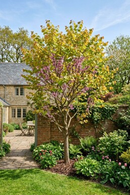 Cercis canadensis 'The Rising Sun' baliveau