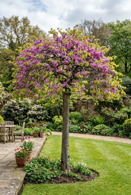 Cercis canadensis 'Traveller' demi-tige
