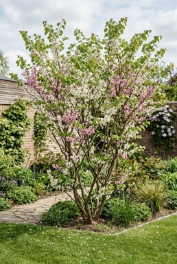 Cercis chinensis 'Shirobana' Arbuste