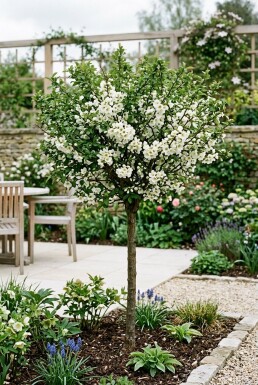 Chaenomeles speciosa 'Nivalis' Tige