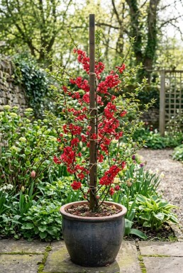 Chaenomeles superba 'Crimson and Gold' Tige