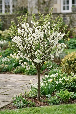 Chaenomeles superba 'Jet Trail' Tige