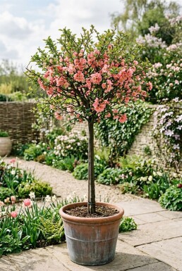 Chaenomeles superba 'Pink Lady' Tige