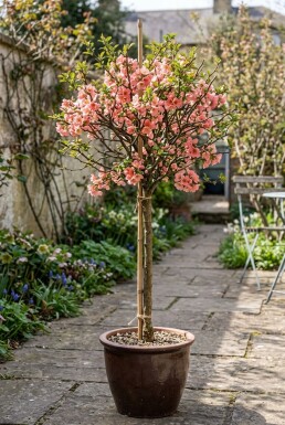 Chaenomeles superba 'Pink Lady' Tige