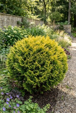 Chamaecyparis 'Butterball' Arbuste
