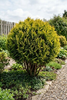 Chamaecyparis 'Butterball' Arbuste