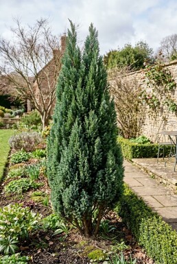 Chamaecyparis lawsoniana 'Ellwoodii' Arbuste