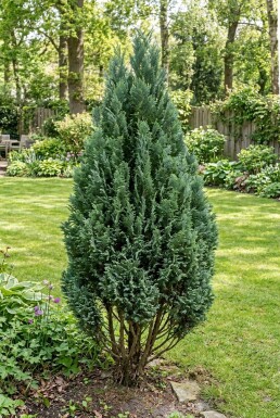 Chamaecyparis lawsoniana 'Ellwood's Empire' Arbuste
