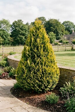 Chamaecyparis lawsoniana 'Ivonne' Arbuste