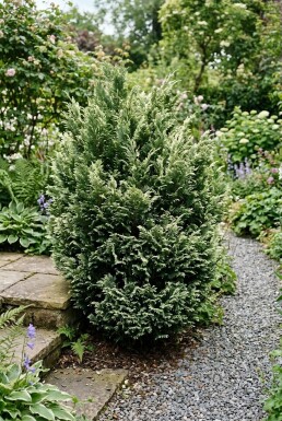 Chamaecyparis lawsoniana 'Pearly Swirls' Arbuste