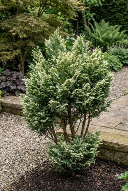 Chamaecyparis lawsoniana 'Pearly Swirls' Arbuste