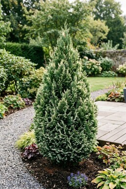 Chamaecyparis lawsoniana 'Snow White' Arbuste