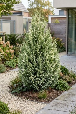 Chamaecyparis lawsoniana 'Snow White' Arbuste