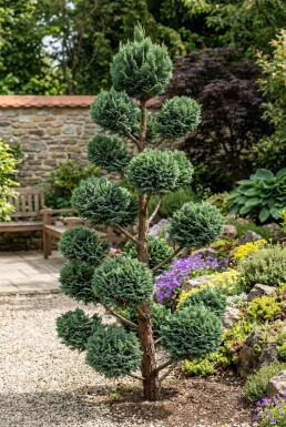 Chamaecyparis lawsoniana 'Wisselii' Pompon