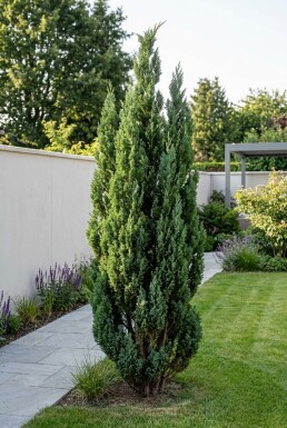 Chamaecyparis lawsoniana 'Wissel's Saguaro' Arbuste
