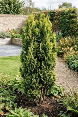 Chamaecyparis 'Maureen' Arbuste
